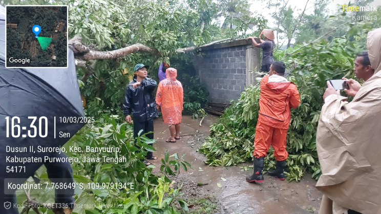 Penanganan pohon tumbang di Desa Surorejo Kecamatan Banyuurip Purworejo.